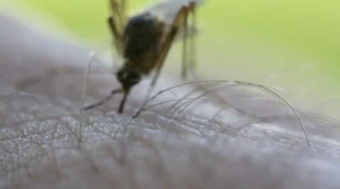 Bloodsucking Mosquito Stock-Footage 39497341