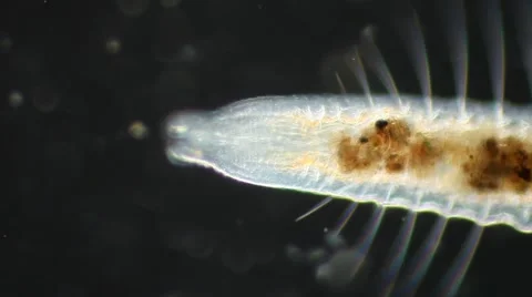 Bloodworm Stockbeeldmateriaal 64802394