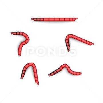 Bloodworm group animals isolated on white background, insect 3d ...