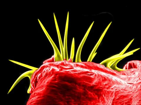 Bloodworm Stock Photos