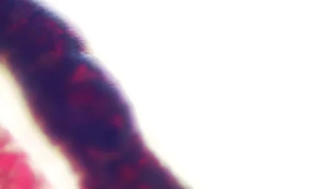 Bloodworms macro 库存影片 147633831