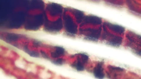 Bloodworms macro 库存影片 147634060