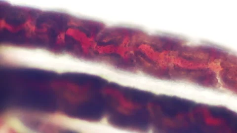 Bloodworms macro 库存影片 147634139