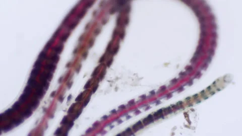 Bloodworms macro 库存影片 147634288