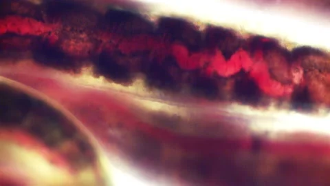Bloodworms macro 库存影片 147634653