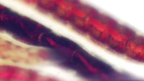 Bloodworms macro 库存影片 147634659