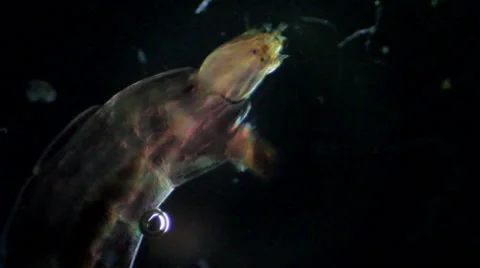 Bloodworms (midge larvae) Stock Footage 50375697