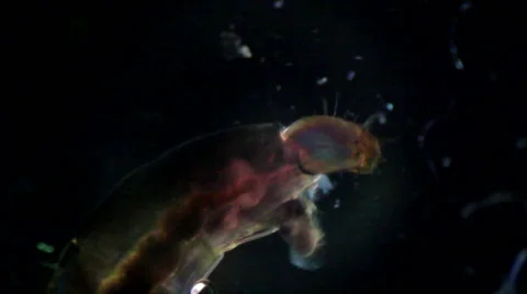 Bloodworms (midge larvae) Stock Footage 50375715