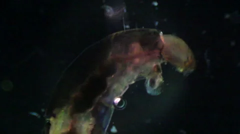 Bloodworms (midge larvae) Stock Footage 50375756