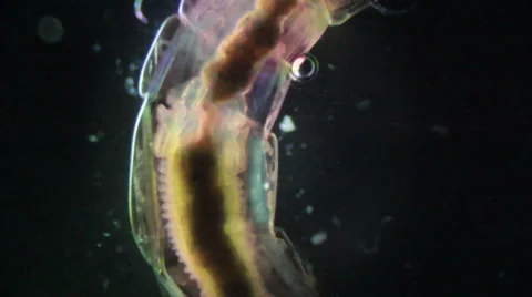 Bloodworms (midge larvae) Stock Footage 50375776