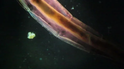 Bloodworms (midge larvae) Stock Footage 50375822