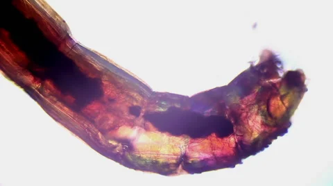 Bloodworms (midge larvae) Stock Footage 50375931