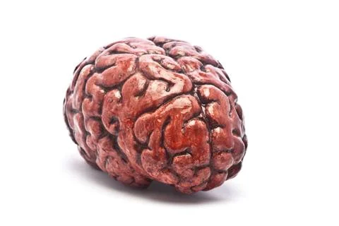 Bloody Brain on White Stock Photos