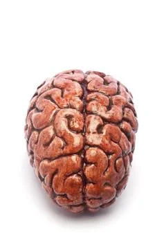 Bloody Brain on White Stock Photos