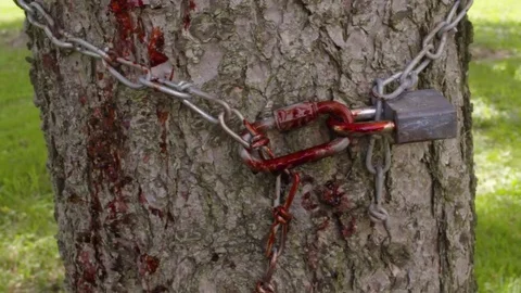 Bloody Chain on Tree 스톡 동영상 81647028