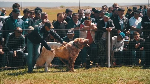 Bloody Dog on Dog Fights Show. Crowd of ... | Stock Video | Pond5