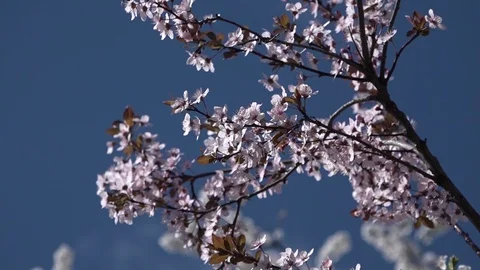 Bloom 3 Stock Footage 105817943