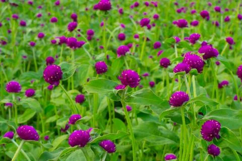 Bloom amaranthine Stock Photos