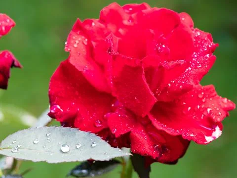 Bloom and leaf of red rose flower with raindrops Stock Photos
