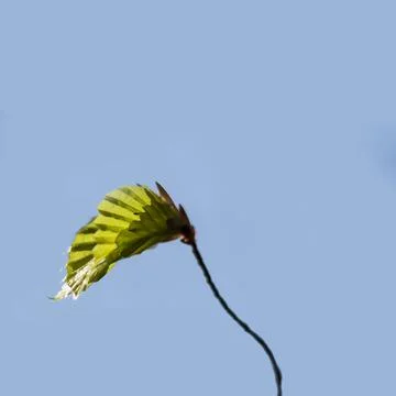 Bloom beech tree leaf on blue background Stock Photos