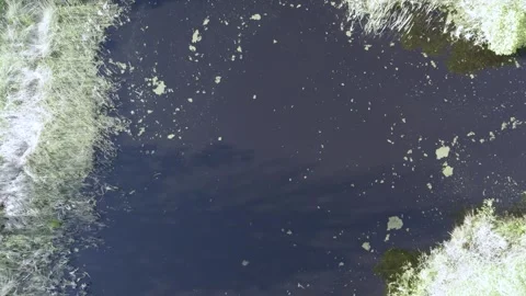 Bloom Begins: Aerial View of Initial Algae Growth in Pond Stock Footage 344229707