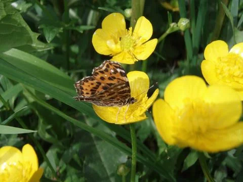 Bloom with buterfly Foto stock