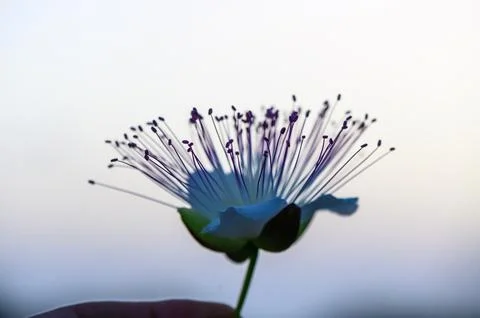 Bloom of caper bush, also called Flinders rose Stock Photos