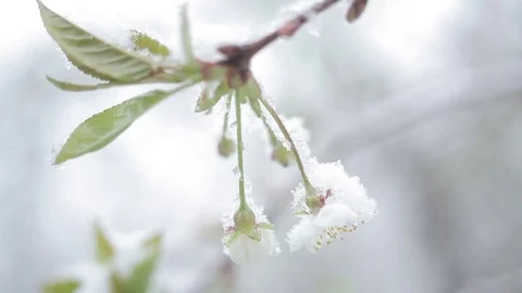 Bloom cherry snow falls/Snow falls in the spring and cherry blossoms 库存影片 80363981