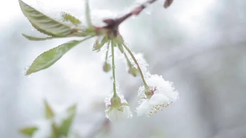 Bloom cherry snow falls/Snow falls in the spring and cherry blossoms Stock Footage 80364037