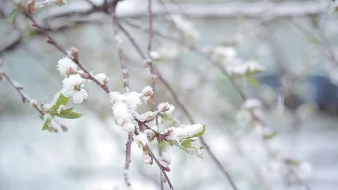 Bloom cherry snow falls/Snow falls in the spring and cherry blossoms Vídeos de archivo 80364056