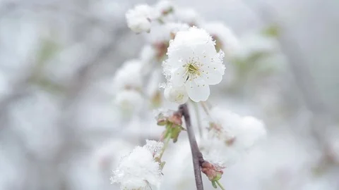 Bloom cherry snow falls/Snow falls in the spring and cherry blossoms Vidéo 80364150
