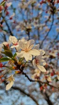 Bloom of cherry tree in Rome Stock Photos