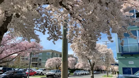 Bloom Cherry Tree Sakura Japan Flower Nature Blossom Pink Sakura Background Stock Footage 121082506