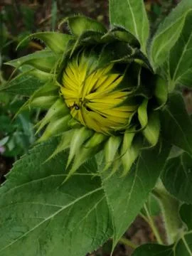 BLOOM closed Stock Photos