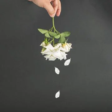 Bloom composition with hand holding white rose. Flower buds and leaves. Minim Stock Photos