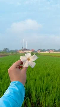 A Bloom in the Fields Stock Photos