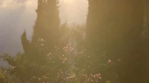 Bloom flower in the forest at dawn Stock Footage 89971994