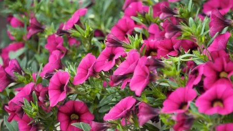 Bloom flowers Deep pink at spring time of Norway, Europe Stock Footage 87626899
