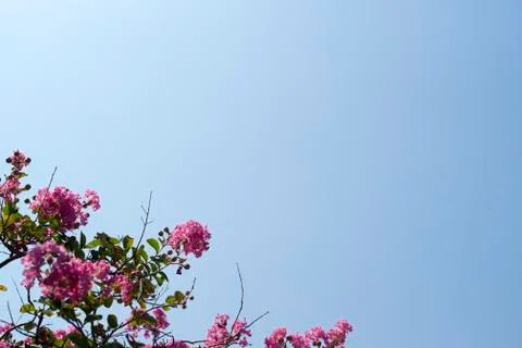  Bloom flowers Stock Photos