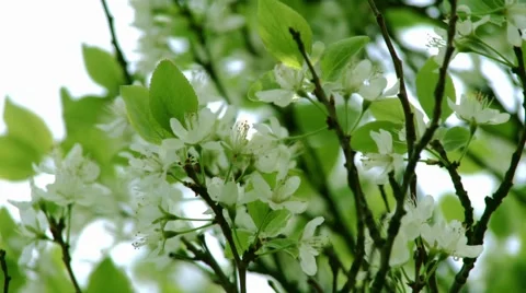 Bloom Stock Footage 904713