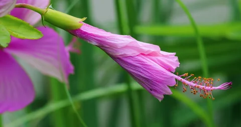 Bloom Video stock 277620876