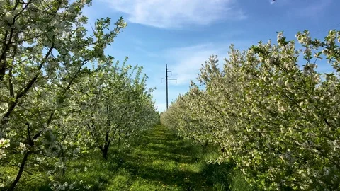 Bloom garden Stock Footage 94720308