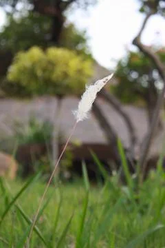 Bloom grass Stock Photos