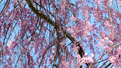 Bloom ing the in the wind Stock Footage 272832003