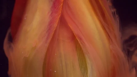 Bloom ink drop mix paint fluid plant flower tulip Stock Footage 339771835