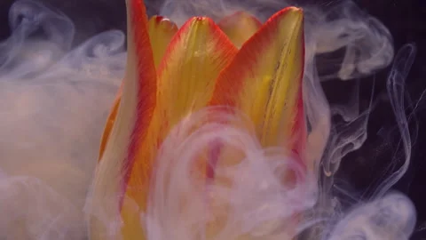 Bloom ink drop mix paint fluid smoke flower tulip Stock Footage 339773308