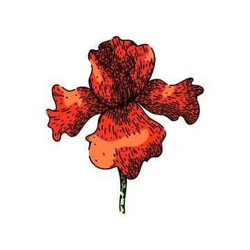 Bloom iris sketch hand drawn vector Illustrazione stock