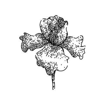 Bloom iris sketch hand drawn vector Ilustración de archivo