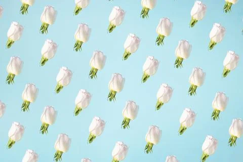 Bloom layout with white rose, flower buds and leaves. Pattern texture on past Stock Photos