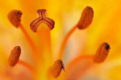 Bloom Of Lily Stock Photos